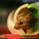 Illustration for article titled One of the Most Nightmarish Behavioral Tests Ever Devised for Rats